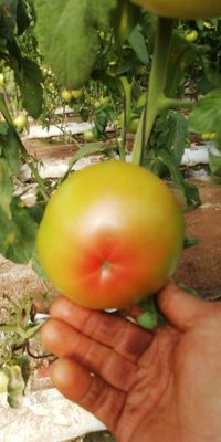 WhatsApp Image 2020-12-12 at 14.23.12