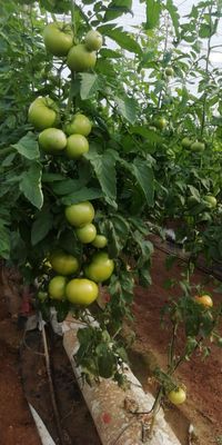 WhatsApp Image 2020-12-12 at 14.23.23