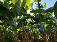 WhatsApp Image 2020-12-12 at 14.56.11 (1)