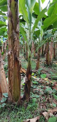 WhatsApp Image 2020-12-26 at 13.44.54