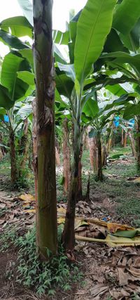 WhatsApp Image 2020-12-26 at 13.45.16