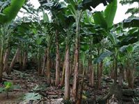 WhatsApp Image 2020-06-28 at 20.38.03