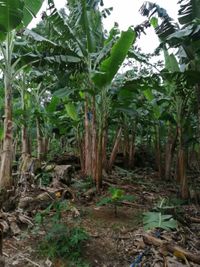 WhatsApp Image 2020-06-28 at 20.38.02