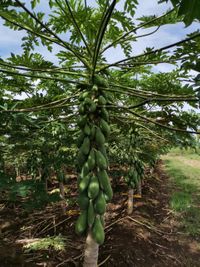 WhatsApp Image 2020-08-17 at 22.26.15 (2)