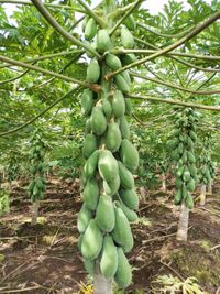 WhatsApp Image 2020-08-17 at 22.26.16