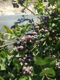 101269379_167784964770492_315892005647417344_n