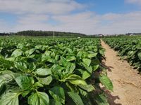 106797383_178587387023583_3010169759123294625_n_1