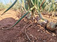 107841182_180396070176048_1750276595961847297_o