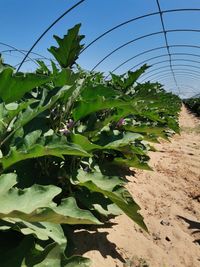 109677643_182341929981462_7636871048310494365_o