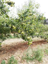 109708596_183474476534874_7211484114664263081_o