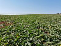 109929337_180687716813550_3424065922158680758_o