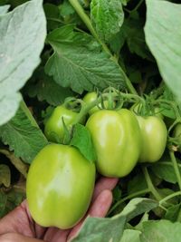 117404995_188487109366944_7324334888751513568_o