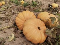 118286742_192654682283520_7824139766362531655_o