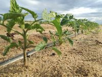 97160732_160487272166928_3708226509408829440_n